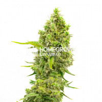 CBD White Widow Feminized Cannabis Seeds