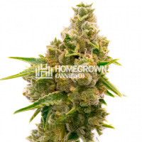 Mandarine Autoflower Cannabis Seeds