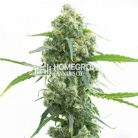 Lowryder Autoflower Cannabis Seeds