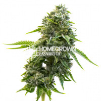 LA Confidential Feminized Cannabis Seeds