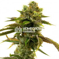 Grapefruit Autoflower Cannabis Seeds