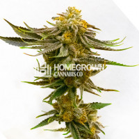 Purple Helmet Feminized Cannabis Seeds