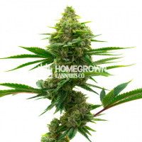 Mamba Negra Autoflower Cannabis Seeds