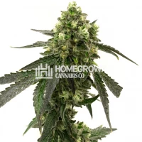 Girl Scout Cookies Autoflower Cannabis Seeds