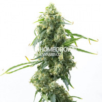 Big Mango Feminized Cannabis Seeds