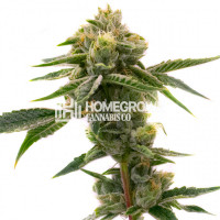 Sweet Tooth Autoflower Cannabis Seeds