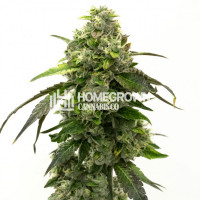 Super Silver Crack Feminized Cannabis Seeds