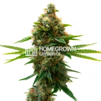 Shishkaberry Punch Feminized Cannabis Seeds