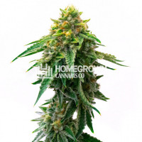 Gorilla Glue #4 Autoflower Cannabis Seeds