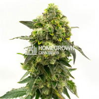 Gold Leaf Feminized Cannabis Seeds