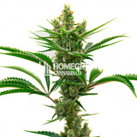 Runtz Feminized Cannabis Seeds