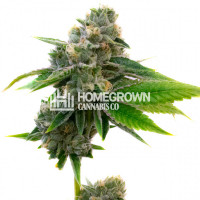 Super Critical Feminized Cannabis Seeds