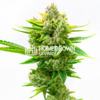 CBD Critical Mass Feminized Cannabis Seeds