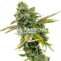 Diesel Autoflower Cannabis Seeds 