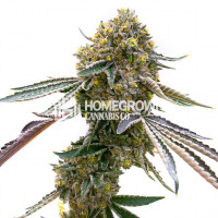 Cream Autoflower Cannabis Seeds