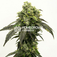 Pure Haze Feminized Cannabis Seeds