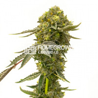 Cinderella 99 Fast Version Cannabis Seeds