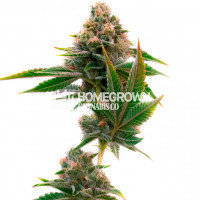 Jedi Cookies Feminized Cannabis Seeds