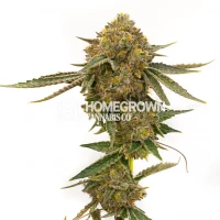 CBD Mango Feminized Cannabis Seeds