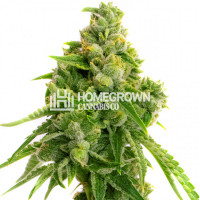 Lemon Haze Autoflower Cannabis Seeds