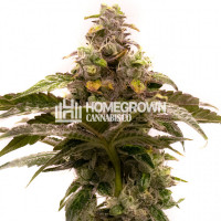 Tropic Thunder Regular Cannabis Seeds