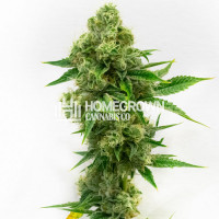 Critical Bilbo Feminized Cannabis Seeds