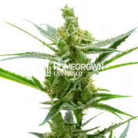 Northern Blue Auto Cannabis Seeds