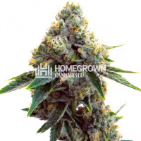 Super Silver Haze Feminized Cannabis Seeds