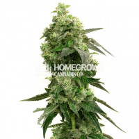 Fat Crack Feminized Cannabis Seeds