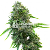 Maxigom Autoflower Cannabis Seeds