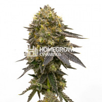 Chocolope Kush Feminized Cannabis Seeds