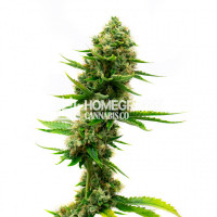 The Dank Duchess' Super Lemon Haze Feminized Cannabis Seeds