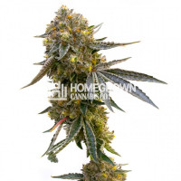 Cannatonic Feminized Cannabis Seeds