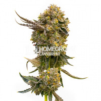 Fruit Autoflower Cannabis Seeds