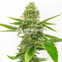 Golden Gate Haze Feminized Cannabis Seeds