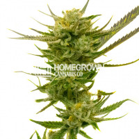 Lemon Autoflower Cannabis Seeds