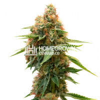 Panama Feminized Cannabis Seeds