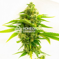 Northern Dawn Feminized Cannabis Seeds