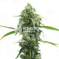 M8 Feminized Cannabis Seeds