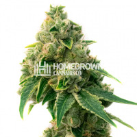 Mazar Feminized Cannabis Seeds