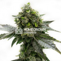 Black Domina Feminized Cannabis Seeds