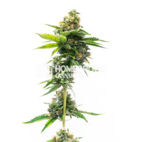 Deelite Autoflower Cannabis Seeds