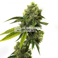 Strawberry Kush Feminized Cannabis Seeds