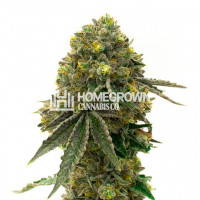 Sticky Dickie Auto Cannabis Seeds