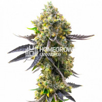 Rainbow Gum Feminized Cannabis Seeds