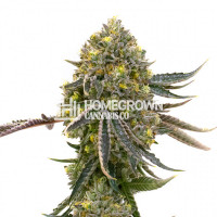 Dolato Feminized Cannabis Seeds