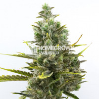 Wedding Cake Autoflower Cannabis Seeds