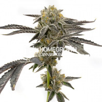 Amnesia Blue Head Band Feminized Cannabis Seeds