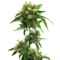 Snow Ripper Feminized Cannabis Seeds