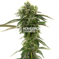 CBD Kush Feminized Cannabis Seeds